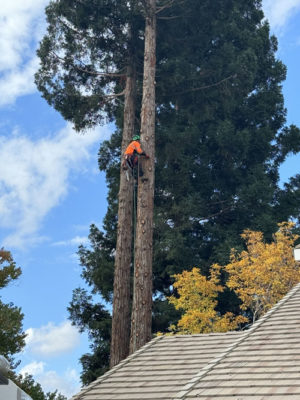 Cutting tree branches in roseville ca
