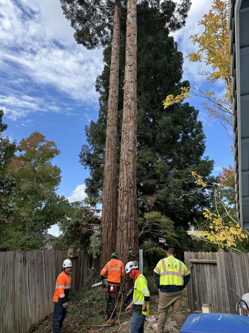 Tree removal and trimming